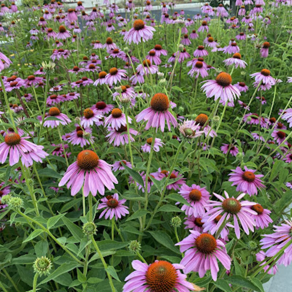 Meet your Posher, Emma - Picture 1 of 1